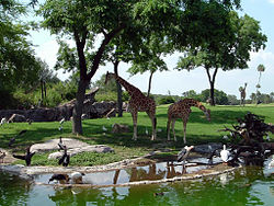 https://upload.wikimedia.org/wikipedia/commons/thumb/3/34/Edge-of-africa-giraffes.jpg/250px-Edge-of-africa-giraffes.jpg